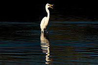 /images/133/2009-02-04-riparian-egrets-88256.jpg - #07125: Great Egret with a fish in his bill at Riparian Preserve … February 2009 -- Riparian Preserve, Gilbert, Arizona