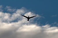 /images/133/2009-02-07-riparian-corm-90068.jpg - #07144: Cormorant in flight at Riparian Preserve … February 2009 -- Riparian Preserve, Gilbert, Arizona
