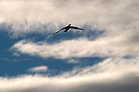 /images/133/2009-02-07-riparian-cormorants-90067.jpg - #07146: Cormorant at Riparian Preserve … February 2009 -- Riparian Preserve, Gilbert, Arizona