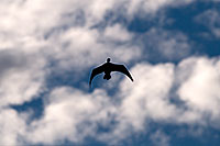 /images/133/2009-02-07-riparian-cormorants-90070.jpg - #07147: Cormorant at Riparian Preserve … February 2009 -- Riparian Preserve, Gilbert, Arizona