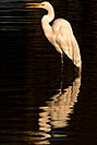 /images/133/2009-02-10-riparian-egrets-91952v.jpg - #07189: Great Egret at Riparian Preserve … February 2009 -- Riparian Preserve, Gilbert, Arizona