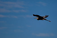 /images/133/2009-02-10-riparian-herons-92212.jpg - #07190: Great Blue Heron in flight at Riparian Preserve … February 2009 -- Riparian Preserve, Gilbert, Arizona