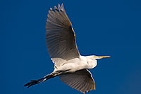 /images/133/2009-02-13-riparian-egrets-93726.jpg - Birds > Great Egrets