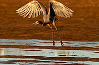 /images/133/2009-02-13-riparian-herons-94078.jpg - #07214: Great Blue Heron landing at Riparian Preserve … February 2009 -- Riparian Preserve, Gilbert, Arizona