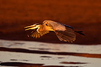 /images/133/2009-02-13-riparian-herons-94218.jpg - Birds > Great Blue Herons