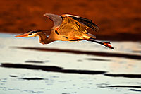 /images/133/2009-02-13-riparian-herons-94219.jpg - #07222: Great Blue Heron in flight at Riparian Preserve … February 2009 -- Riparian Preserve, Gilbert, Arizona