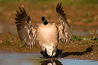 /images/133/2009-02-15-riparian-geese-95878.jpg - #07236: Canadian Goose spreading her wings at Riparian Preserve … February 2009 -- Riparian Preserve, Gilbert, Arizona