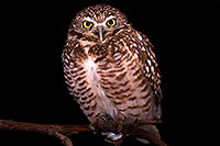 /images/133/2009-02-22-phxzoo-owls-40d_2261.jpg - #07289: Burrowing Owl at Phoenix Zoo … February 2009 -- Phoenix Zoo, Phoenix, Arizona