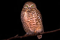 /images/133/2009-02-22-phxzoo-owls-40d_2317.jpg - #07290: Burrowing Owl at Phoenix Zoo … February 2009 -- Phoenix Zoo, Phoenix, Arizona