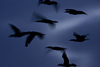 /images/133/2009-02-22-riparian-corm-40d_1992.jpg - #07294: Cormorants at Riparian Preserve … February 2009 -- Riparian Preserve, Gilbert, Arizona