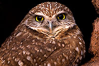 /images/133/2009-02-23-phxzoo-owls-d40_3116.jpg - #07297: Burrowing Owl at Phoenix Zoo … February 2009 -- Phoenix Zoo, Phoenix, Arizona