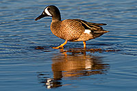 /images/133/2009-02-25-riparian-ducks-99590.jpg - Birds > Blue-winged Teals