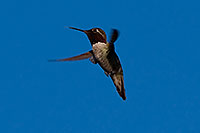 /images/133/2009-02-26-riparian-annas-99946n.jpg - #07323: Annas Hummingbird at Riparian Preserve … February 2009 -- Riparian Preserve, Gilbert, Arizona