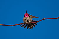 /images/133/2009-02-26-riparian-annas-99957.jpg - #07324: Annas Hummingbird at Riparian Preserve … February 2009 -- Riparian Preserve, Gilbert, Arizona