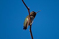 /images/133/2009-02-26-riparian-annas-99970.jpg - #07325: Annas Hummingbird at Riparian Preserve … February 2009 -- Riparian Preserve, Gilbert, Arizona