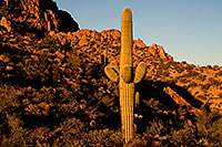 /images/133/2009-04-05-supersti-cactus-102612.jpg - #07364: Late afternoon in Superstitions … April 2009 -- Superstitions, Arizona