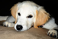/images/133/2009-08-28-gilbert-morn-bella-110309.jpg - #07431: Bella (3 months old) on a pillow … August 2009 -- Gilbert, Arizona