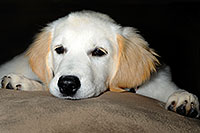 /images/133/2009-08-28-gilbert-morn-bella-110312.jpg - #07433: Bella (3 months old) on a pillow … August 2009 -- Gilbert, Arizona