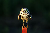 /images/133/2010-06-10-chandler-owl-4796.jpg - #08111: Burrowing Owl in Chandler … June 2010 -- Chandler, Arizona