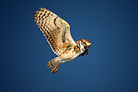 /images/133/2010-06-10-chandler-owl-4798.jpg - #08112: Burrowing Owl in Chandler … June 2010 -- Chandler, Arizona