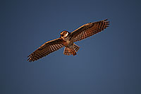 /images/133/2010-06-10-chandler-owl-4822.jpg - #08114: Burrowing Owl in Chandler … June 2010 -- Chandler, Arizona