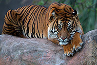 /images/133/2010-07-28-zoo-tiger-c0089.jpg - #08318: Jai, Sumatran Tiger (6 years old in 2010) at the Phoenix Zoo … July 2010 -- Phoenix Zoo, Phoenix, Arizona