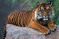 /images/133/2010-07-28-zoo-tiger-cps0094.jpg - #08319: Jai, Sumatran Tiger (6 years old in 2010) at the Phoenix Zoo … July 2010 -- Phoenix Zoo, Phoenix, Arizona