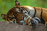 /images/133/2010-07-28-zoo-tiger-cps0205.jpg - #08321: Jai, Sumatran Tiger (6 years old in 2010) at the Phoenix Zoo … July 2010 -- Phoenix Zoo, Phoenix, Arizona