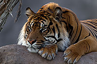 /images/133/2010-07-28-zoo-tiger-cps0332.jpg - #08322: Jai, Sumatran Tiger (6 years old in 2010) at the Phoenix Zoo … July 2010 -- Phoenix Zoo, Phoenix, Arizona