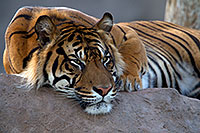 /images/133/2010-07-28-zoo-tiger-cps0344.jpg - #08323: Jai, Sumatran Tiger (6 years old in 2010) at the Phoenix Zoo … July 2010 -- Phoenix Zoo, Phoenix, Arizona