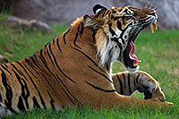 /images/133/2010-07-28-zoo-tiger-cps0524.jpg - #08324: Jai, Sumatran Tiger (6 years old in 2010) at the Phoenix Zoo … July 2010 -- Phoenix Zoo, Phoenix, Arizona