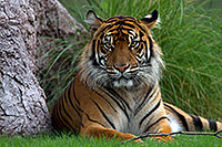 /images/133/2010-07-29-zoo-tiger-cps0244.jpg - #08336: Jai, Sumatran Tiger (6 years old in 2010) at the Phoenix Zoo … July 2010 -- Phoenix Zoo, Phoenix, Arizona