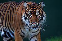 /images/133/2010-08-12-zoo-tiger-21543.jpg - #08408: Jai, Sumatran Tiger (6 years old in 2010) at the Phoenix Zoo … August 2010 -- Phoenix Zoo, Phoenix, Arizona