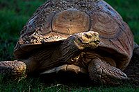 /images/133/2010-08-12-zoo-tortoises-22096.jpg - #08411: Sulcata Tortoise at the Phoenix Zoo … August 2010 -- Phoenix Zoo, Phoenix, Arizona