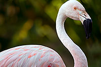 /images/133/2010-08-19-zoo-flamingos-25008.jpg - #08474: Pink Flamingo at the Phoenix Zoo … August 2010 -- Phoenix Zoo, Phoenix, Arizona