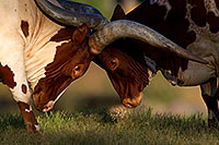 /images/133/2010-08-20-zoo-longhorns-25591.jpg - #08499: Watusi Cattle at the Phoenix Zoo … August 2010 -- Phoenix Zoo, Phoenix, Arizona