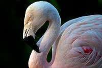 /images/133/2010-08-24-zoo-flamingos-27464.jpg - #08522: Flamingos at the Phoenix Zoo … August 2010 -- Phoenix Zoo, Phoenix, Arizona