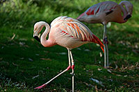 /images/133/2010-08-24-zoo-flamingos-27542.jpg - #08523: Flamingos at the Phoenix Zoo … August 2010 -- Phoenix Zoo, Phoenix, Arizona