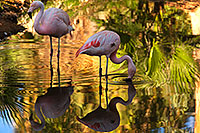 /images/133/2010-08-24-zoo-flamingos-5d_1022.jpg - #08523: Flamingos at the Phoenix Zoo … August 2010 -- Phoenix Zoo, Phoenix, Arizona