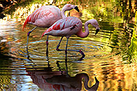 /images/133/2010-08-24-zoo-flamingos-5d_1062.jpg - #08524: Flamingos at the Phoenix Zoo … August 2010 -- Phoenix Zoo, Phoenix, Arizona