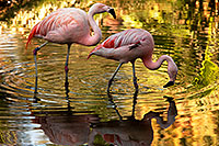 /images/133/2010-08-24-zoo-flamingos-5d_1064.jpg - #08526: Flamingos at the Phoenix Zoo … August 2010 -- Phoenix Zoo, Phoenix, Arizona