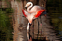 /images/133/2010-08-24-zoo-flamingos-5d_1090.jpg - #08526: Flamingos at the Phoenix Zoo … August 2010 -- Phoenix Zoo, Phoenix, Arizona