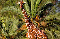 /images/133/2010-08-24-zoo-giraffes-27373.jpg - #08530: Giraffe at the Phoenix Zoo … August 2010 -- Phoenix Zoo, Phoenix, Arizona