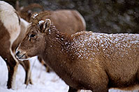 /images/133/2011-01-09-ouray-bighorns-47958.jpg - #09022: Bighorn Sheep by Ouray … January 2011 -- Ouray, Colorado