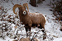 /images/133/2011-01-09-ouray-bighorns-47987.jpg - #09025: Bighorn Sheep by Ouray … January 2011 -- Ouray, Colorado
