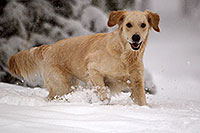 /images/133/2011-02-19-snowbowl-bella-snow-55826.jpg - #09062: Bella in snow … February 2011 -- Snowbowl, Flagstaff, Arizona
