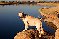 /images/133/2011-03-10-layton-lakes-bella-57010.jpg - #09070: Bella in Chandler … March 2011 -- Chandler, Arizona