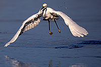 /images/133/2011-03-16-riparian-snowy-egrets-58159.jpg - #09090: Snowy Egret at Riparian Preserve … March 2011 -- Riparian Preserve, Gilbert, Arizona