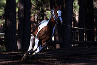 /images/133/2011-09-16-flagstaff-horses-94423.jpg - #09472: Horses in Flagstaff … September 2011 -- Fort Tuthill County Park, Flagstaff, Arizona