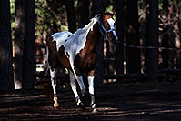 /images/133/2011-09-16-flagstaff-horses-94479.jpg - #09473: Horses in Flagstaff … September 2011 -- Fort Tuthill County Park, Flagstaff, Arizona